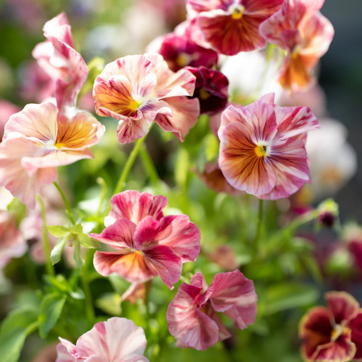 Chianti Mix Pansy Seeds - Cold Resistant, Drought Resistant, 25+ seeds