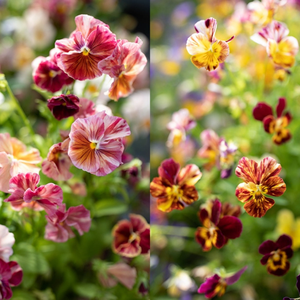 Chianti Mix Pansy Seeds - Cold Resistant, Drought Resistant, 25+ seeds