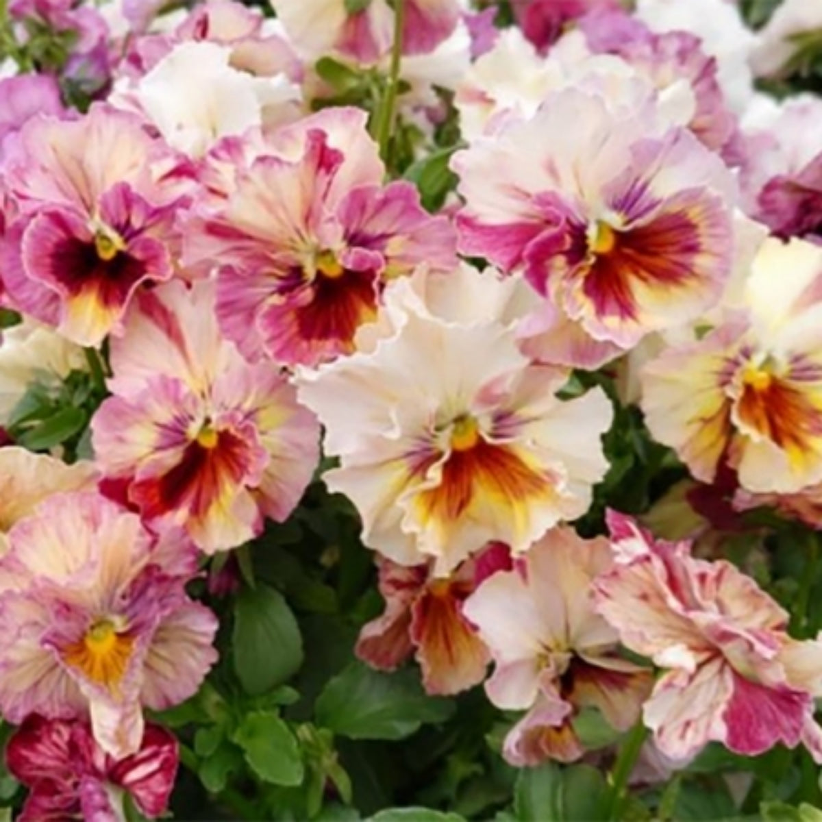 Chianti Mix Pansy Seeds - Cold Resistant, Drought Resistant, 25+ seeds