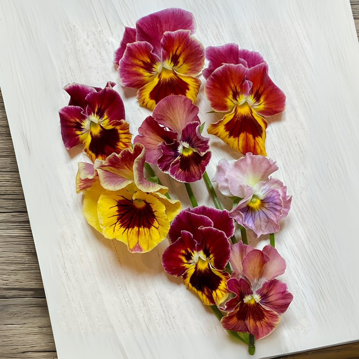 Chianti Mix Pansy Seeds - Cold Resistant, Drought Resistant, 25+ seeds