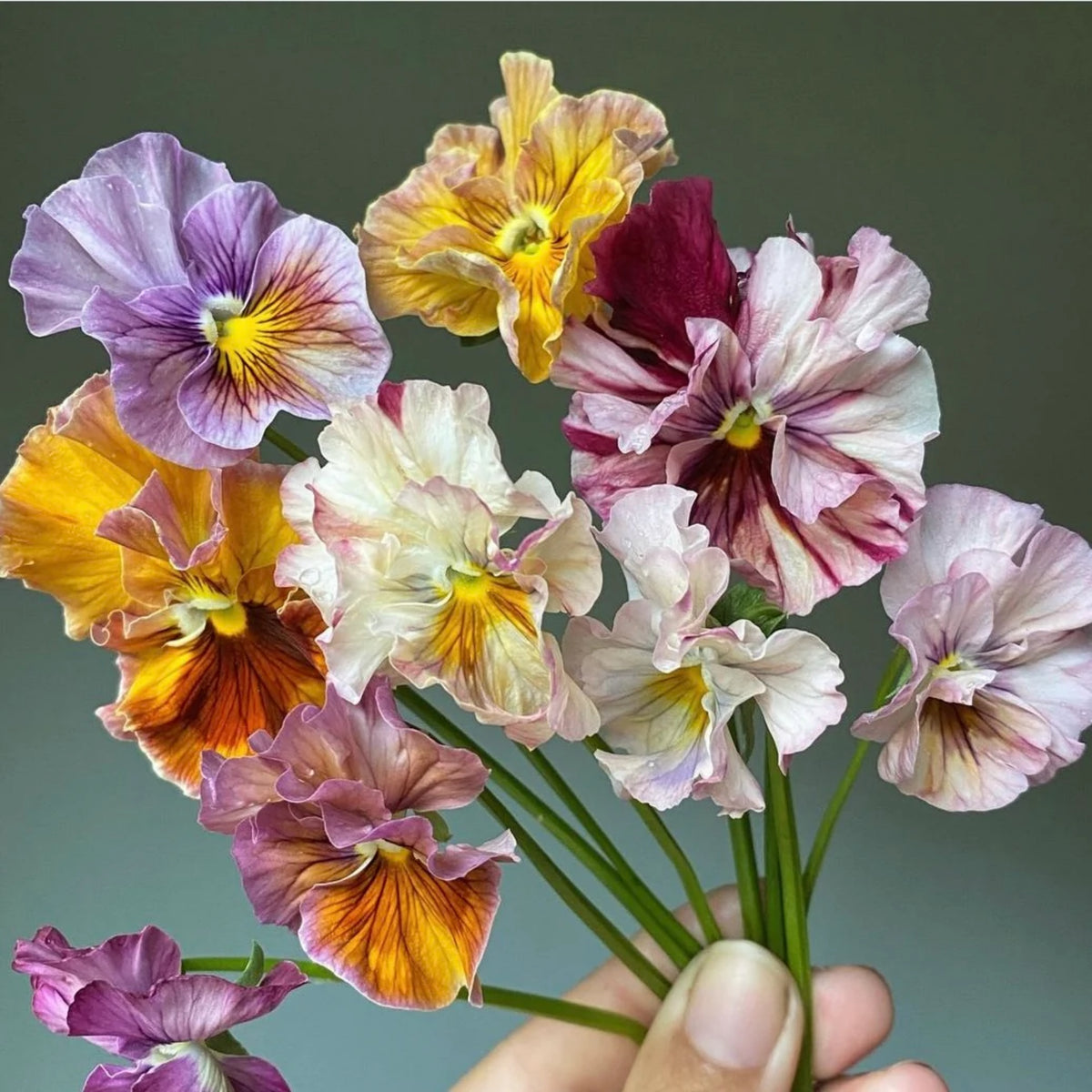 Chianti Mix Pansy Seeds - Cold Resistant, Drought Resistant, 25+ seeds
