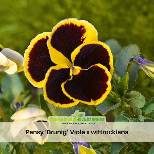 Pansy ‘Brunig’ Seeds Viola X Wittrockiana Seeds, 25+ seeds