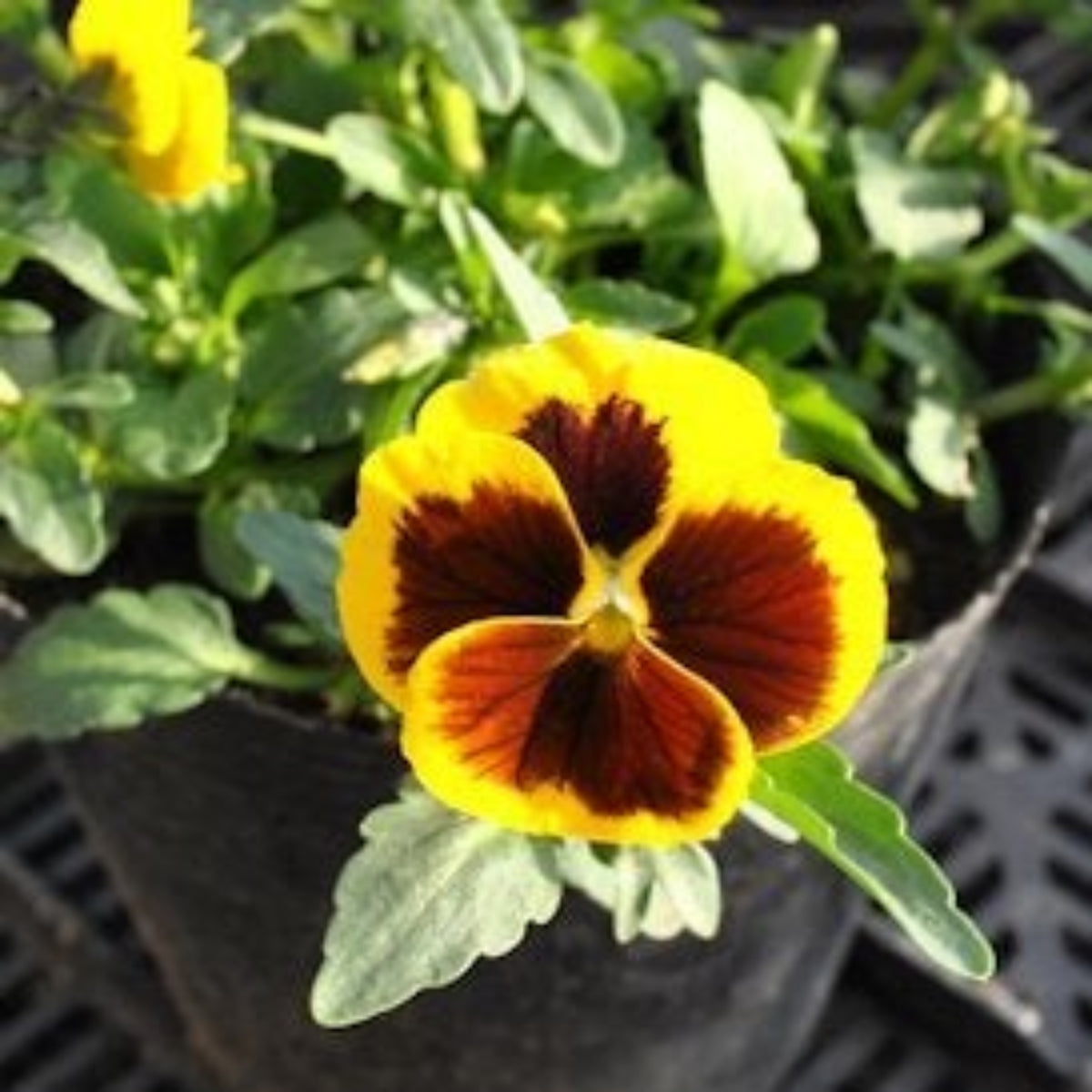 Pansy ‘Brunig’ Seeds Viola X Wittrockiana Seeds, 25+ seeds