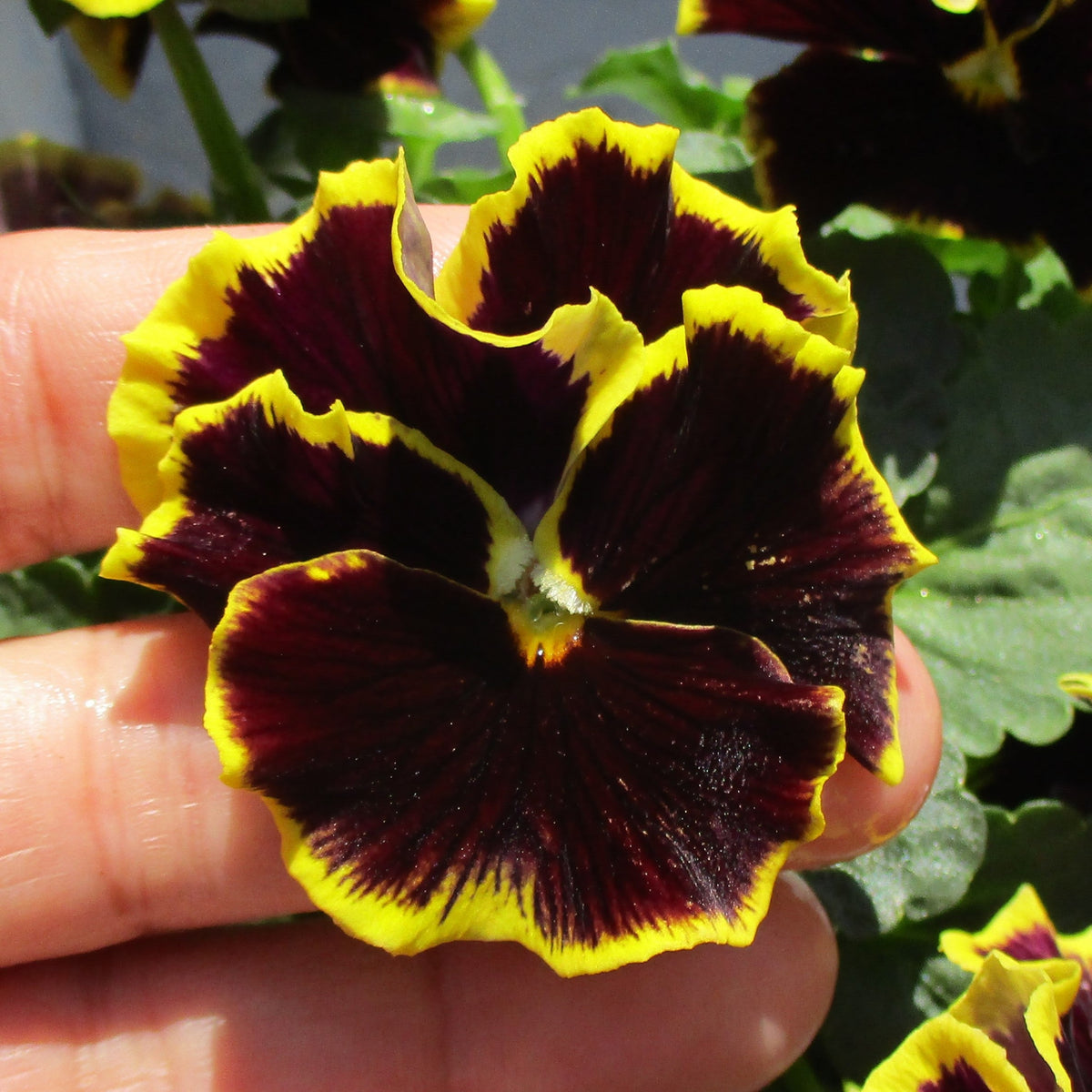 Pansy ‘Brunig’ Seeds Viola X Wittrockiana Seeds, 25+ seeds