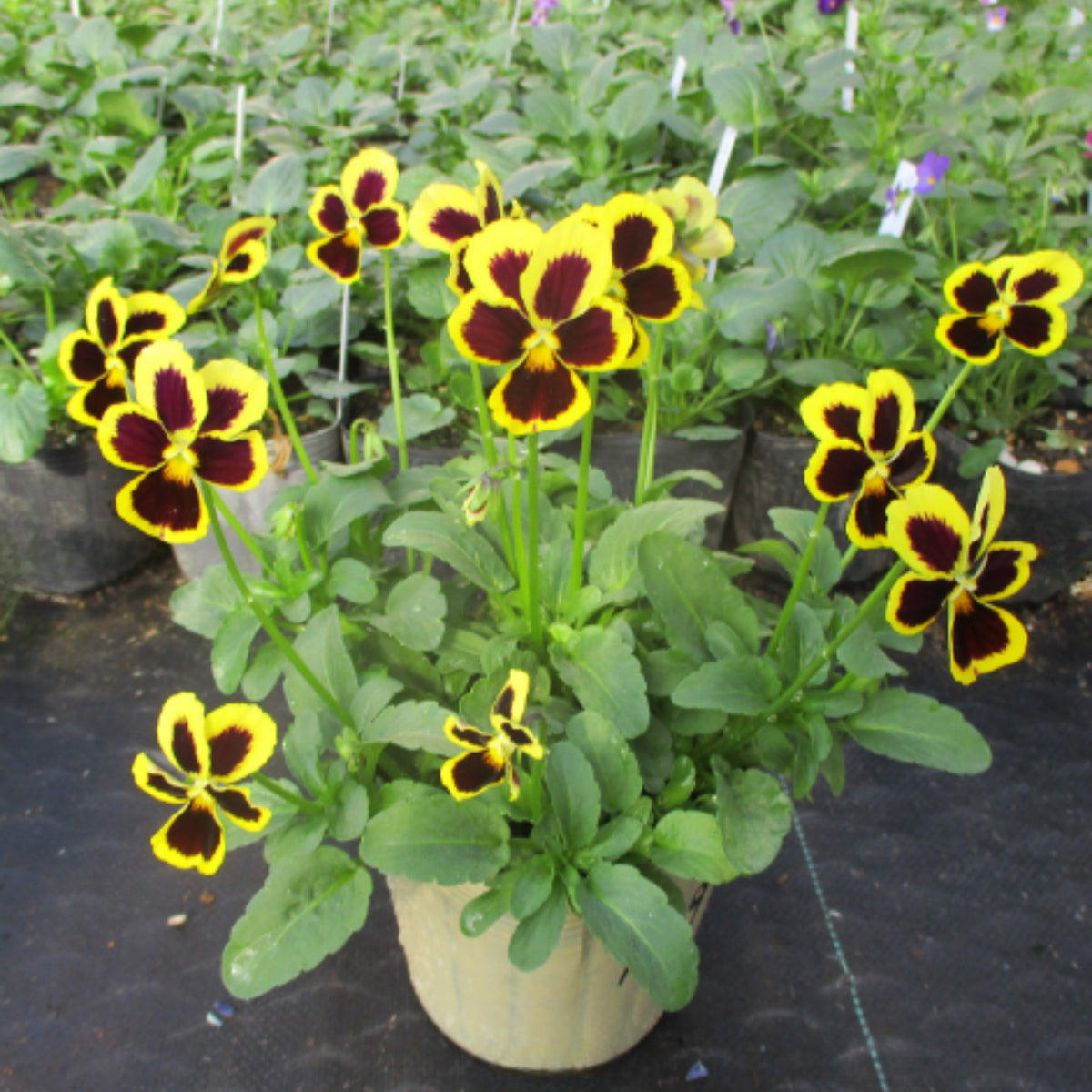 Pansy ‘Brunig’ Seeds Viola X Wittrockiana Seeds, 25+ seeds