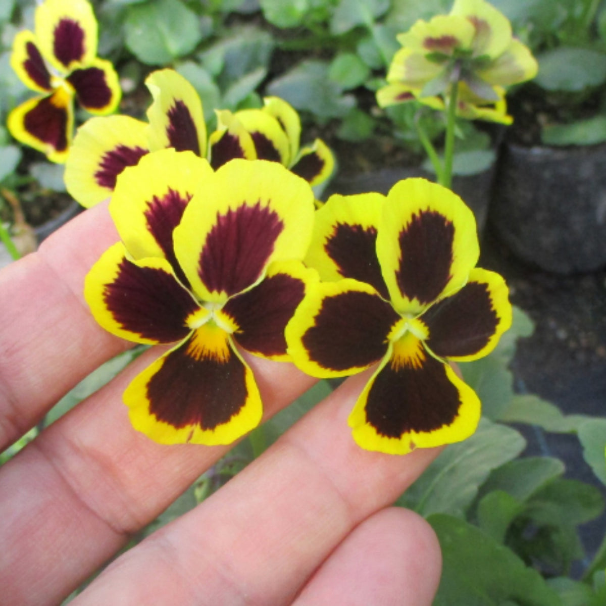 Pansy ‘Brunig’ Seeds Viola X Wittrockiana Seeds, 25+ seeds
