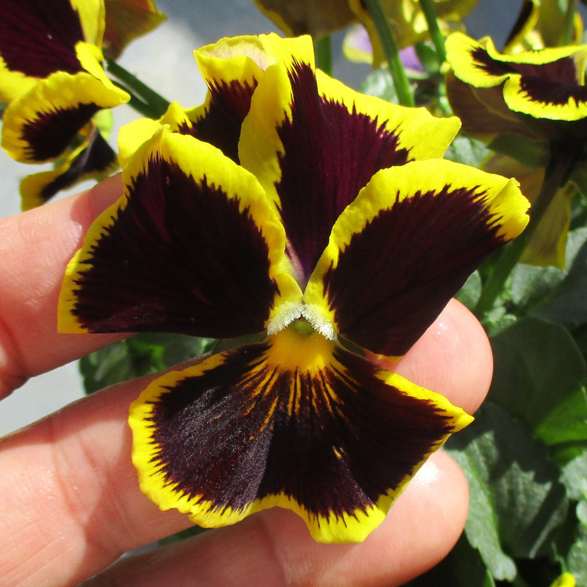 Pansy ‘Brunig’ Seeds Viola X Wittrockiana Seeds, 25+ seeds