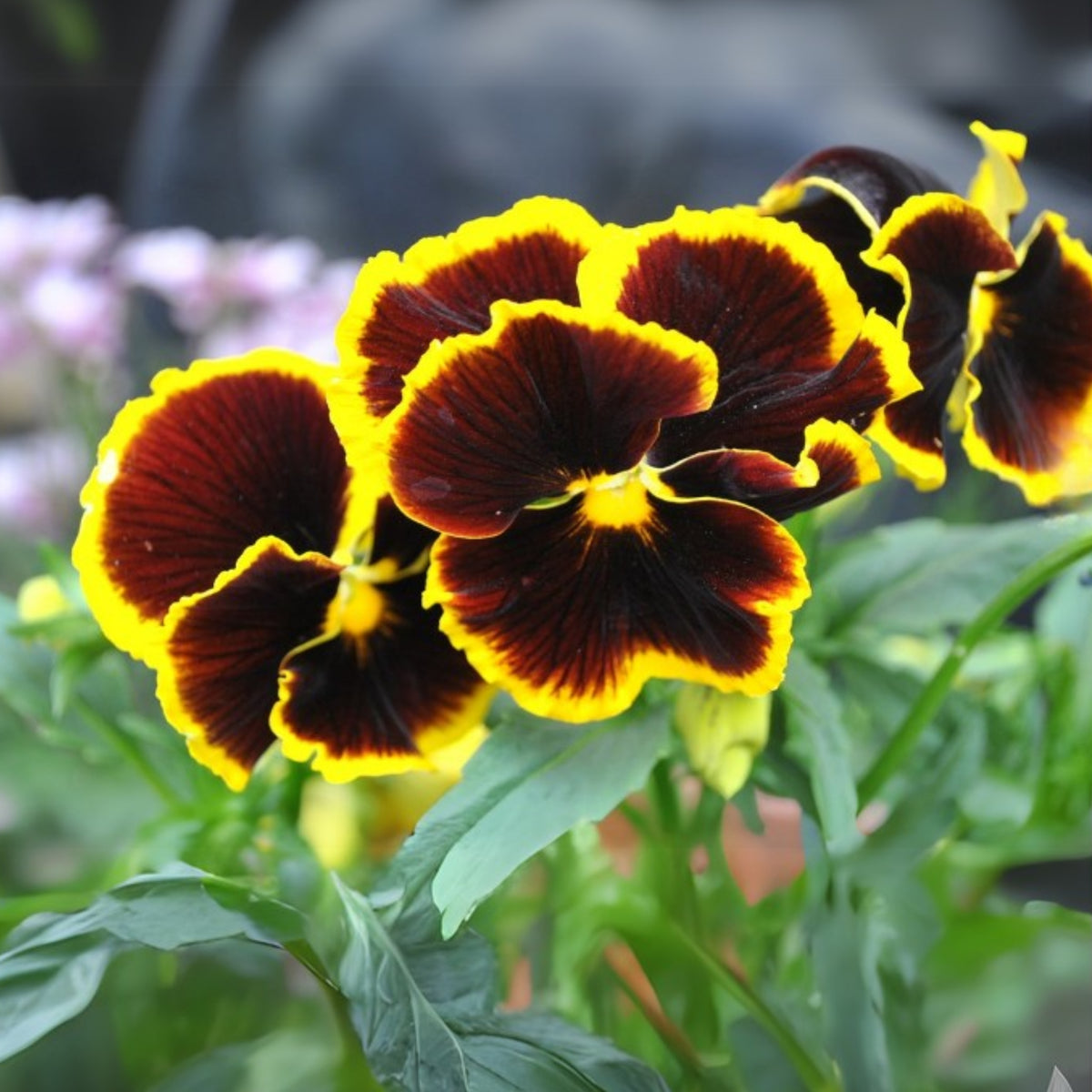 Pansy ‘Brunig’ Seeds Viola X Wittrockiana Seeds, 25+ seeds