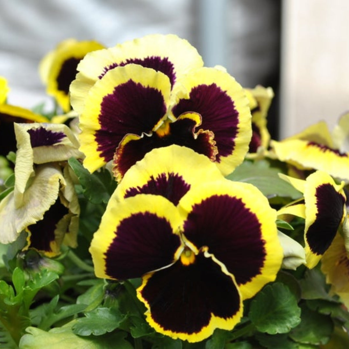 Pansy ‘Brunig’ Seeds Viola X Wittrockiana Seeds, 25+ seeds