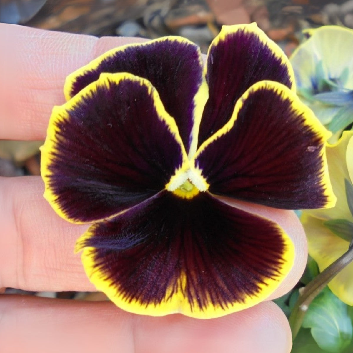 Pansy ‘Brunig’ Seeds Viola X Wittrockiana Seeds, 25+ seeds