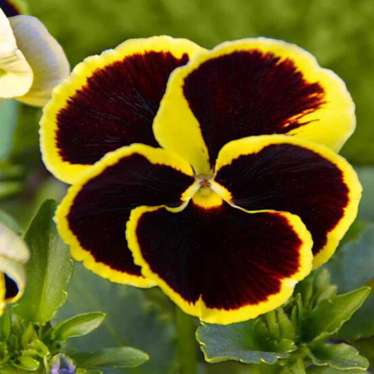 Pansy ‘Brunig’ Seeds Viola X Wittrockiana Seeds, 25+ seeds