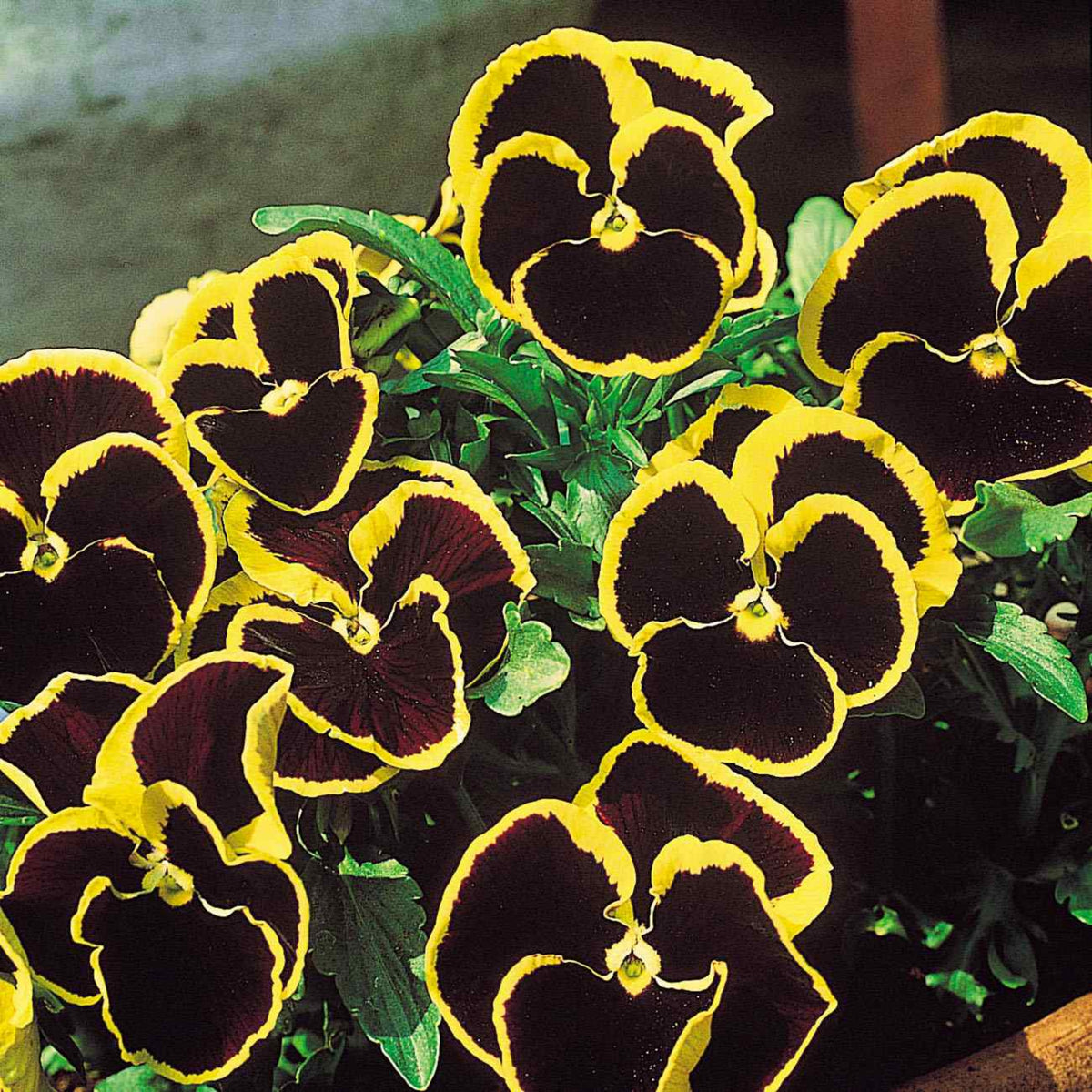 Pansy ‘Brunig’ Seeds Viola X Wittrockiana Seeds, 25+ seeds