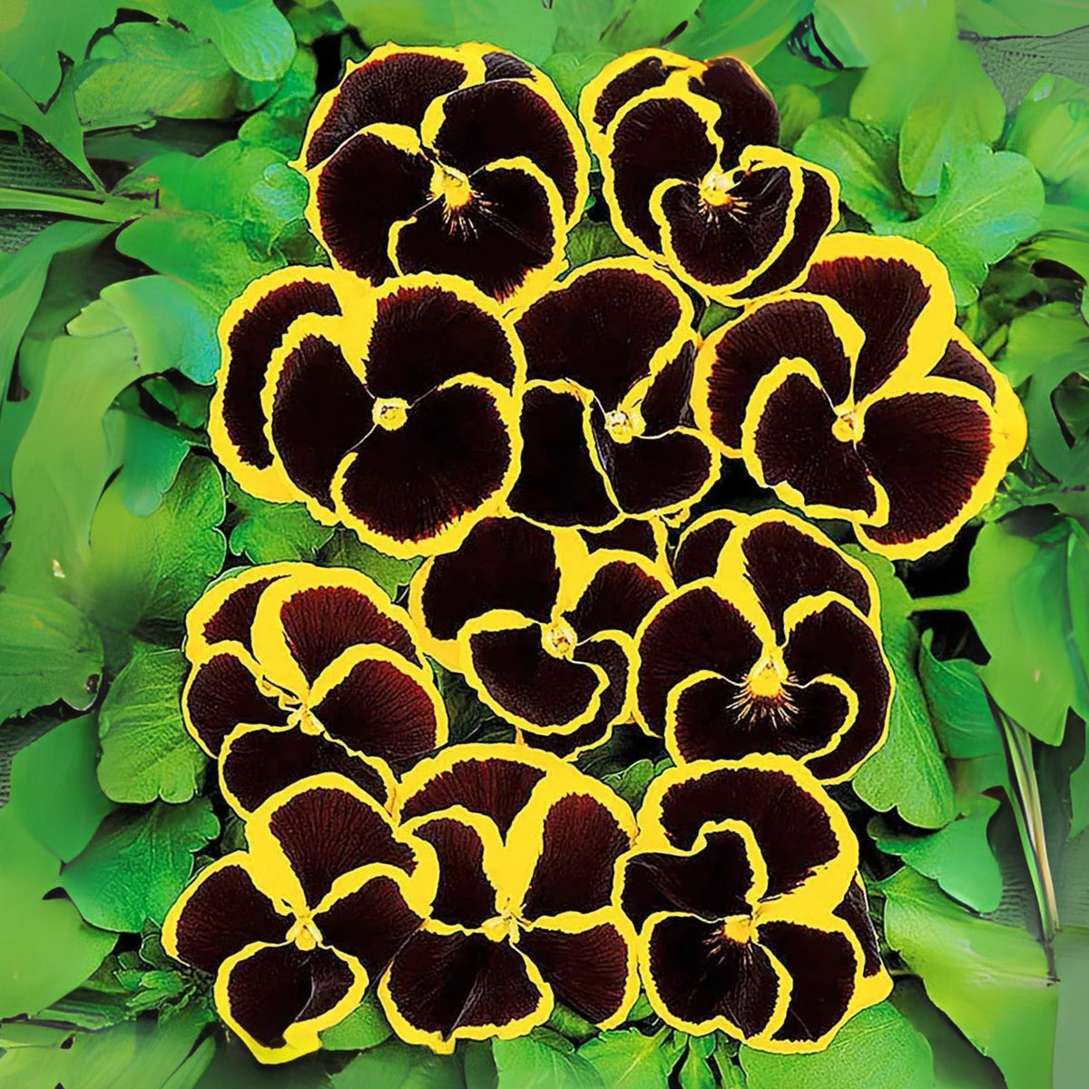 Pansy ‘Brunig’ Seeds Viola X Wittrockiana Seeds, 25+ seeds