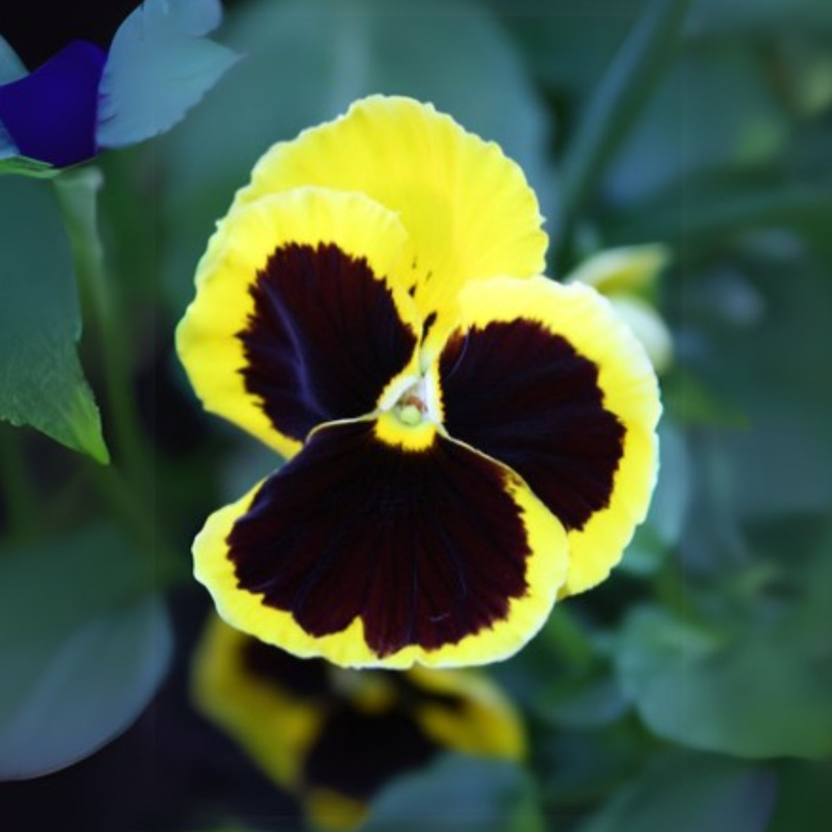 Pansy ‘Brunig’ Seeds Viola X Wittrockiana Seeds, 25+ seeds