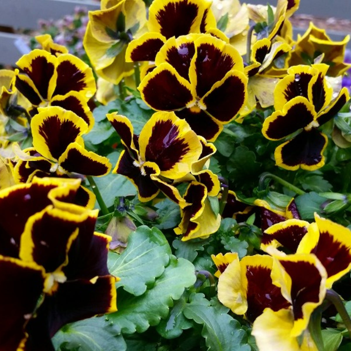 Pansy ‘Brunig’ Seeds Viola X Wittrockiana Seeds, 25+ seeds