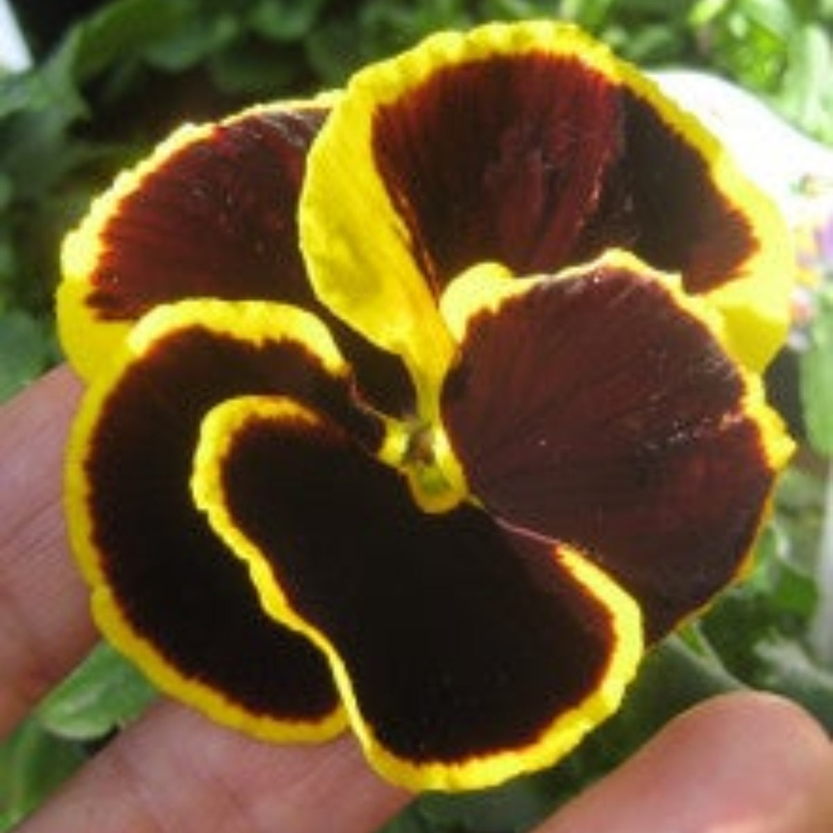 Pansy ‘Brunig’ Seeds Viola X Wittrockiana Seeds, 25+ seeds