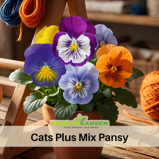 Cats Plus Mix Pansy Seeds - Cold Resistant, 25+ seeds