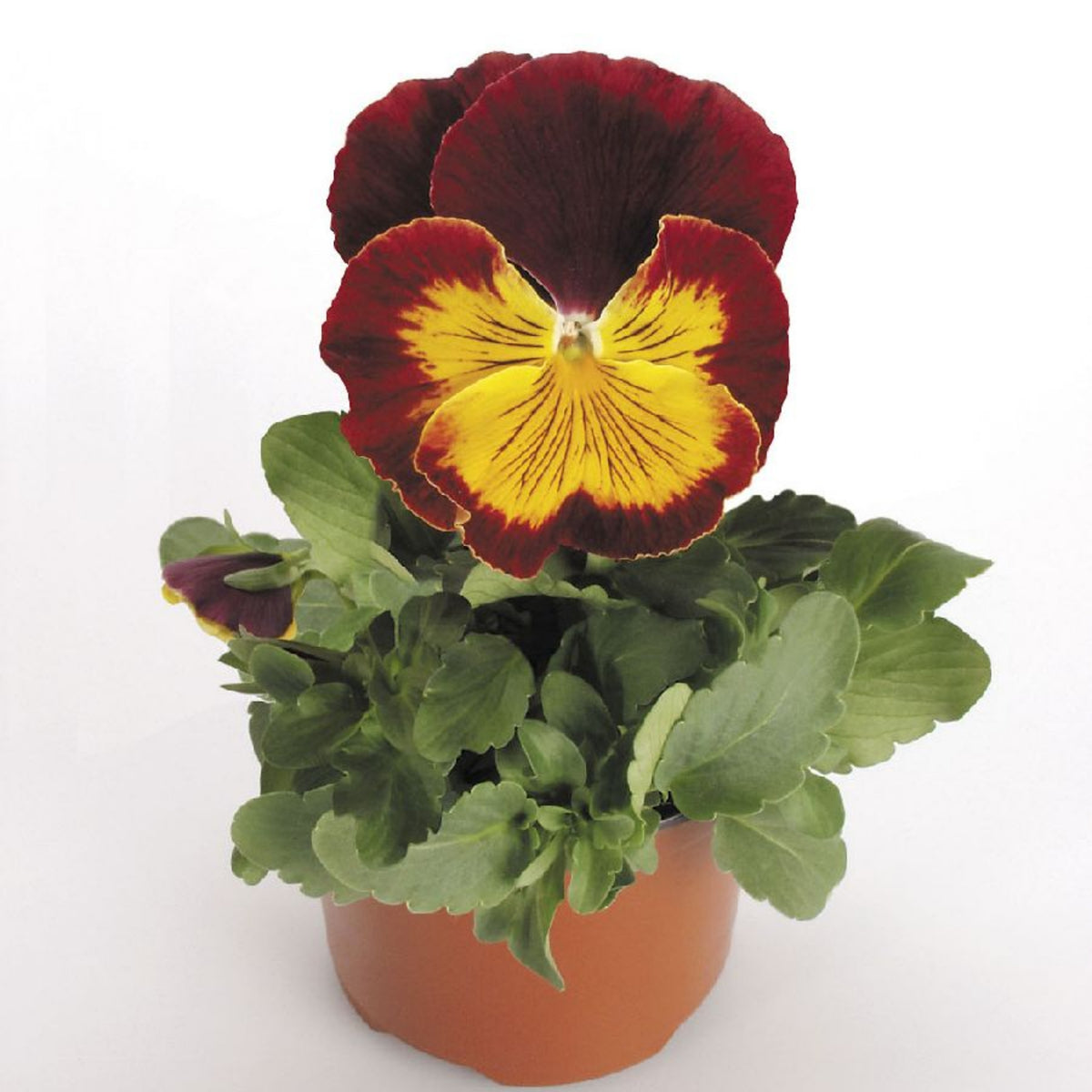 Cats Plus Mix Pansy Seeds - Cold Resistant, 25+ seeds