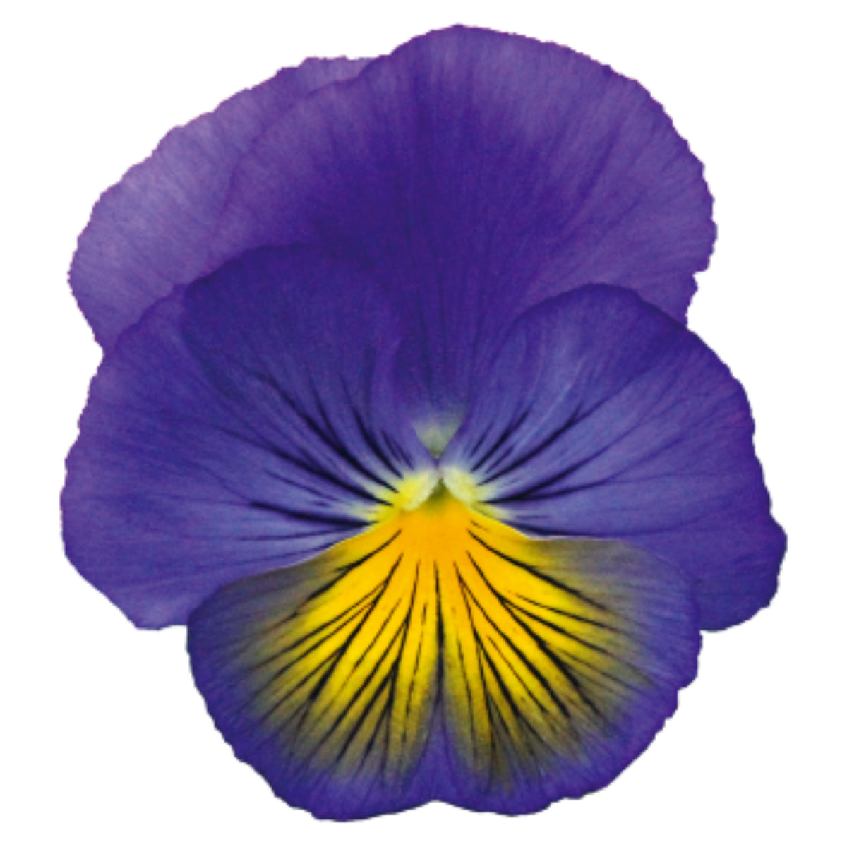 Cats Plus Mix Pansy Seeds - Cold Resistant, 25+ seeds