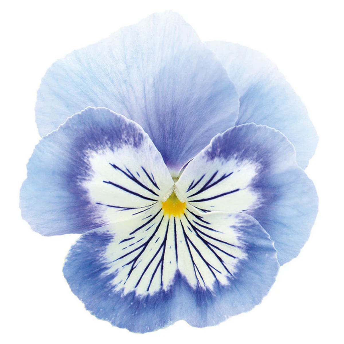 Cats Plus Mix Pansy Seeds - Cold Resistant, 25+ seeds