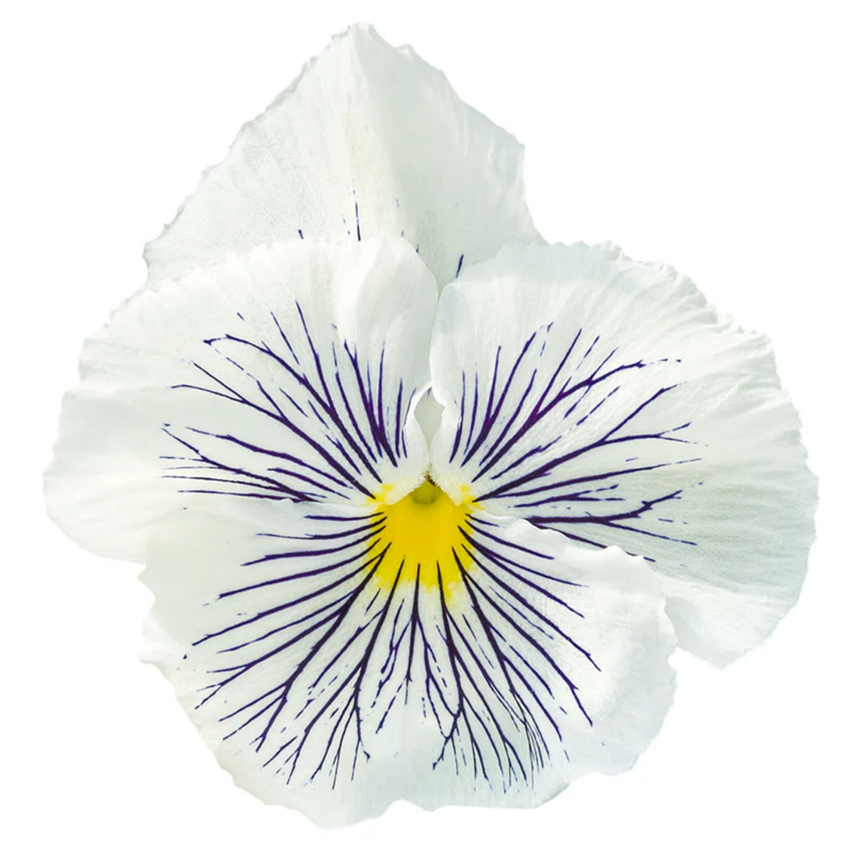 Cats Plus Mix Pansy Seeds - Cold Resistant, 25+ seeds