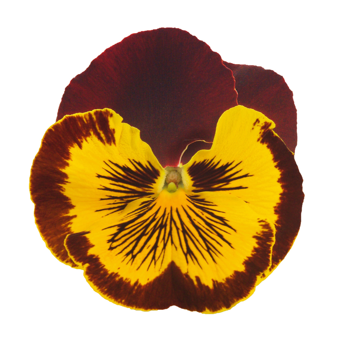 Cats Plus Mix Pansy Seeds - Cold Resistant, 25+ seeds