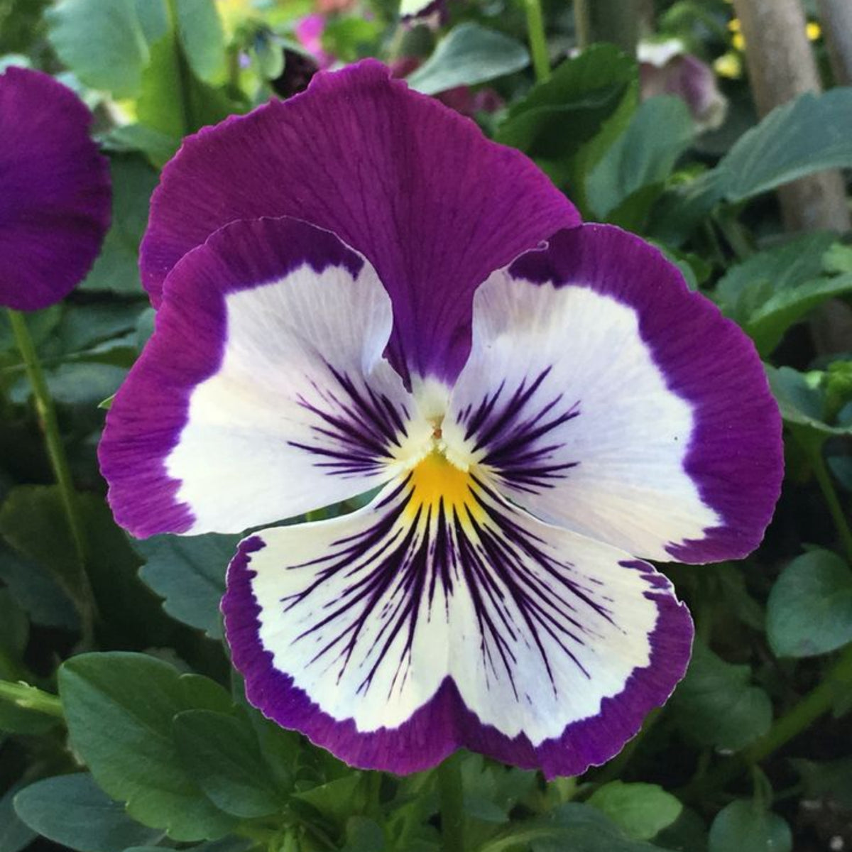 Cats Plus Mix Pansy Seeds - Cold Resistant, 25+ seeds