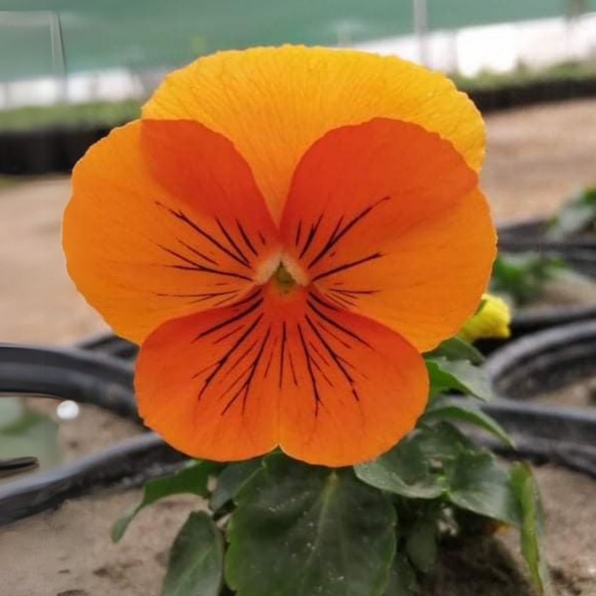 Cats Plus Mix Pansy Seeds - Cold Resistant, 25+ seeds
