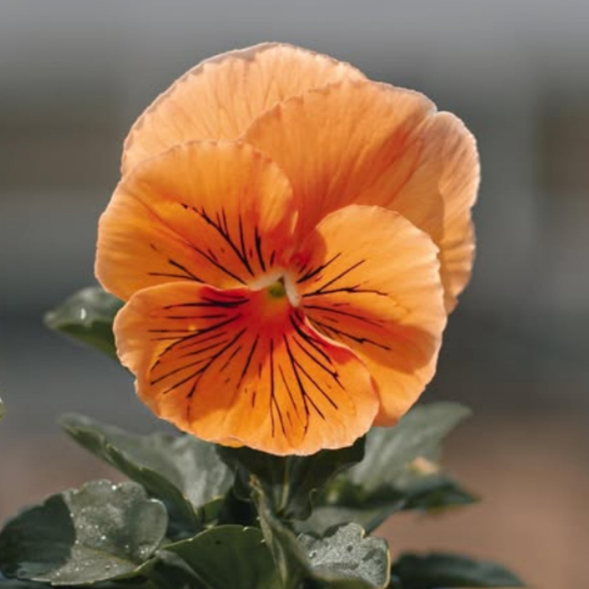 Cats Plus Mix Pansy Seeds - Cold Resistant, 25+ seeds