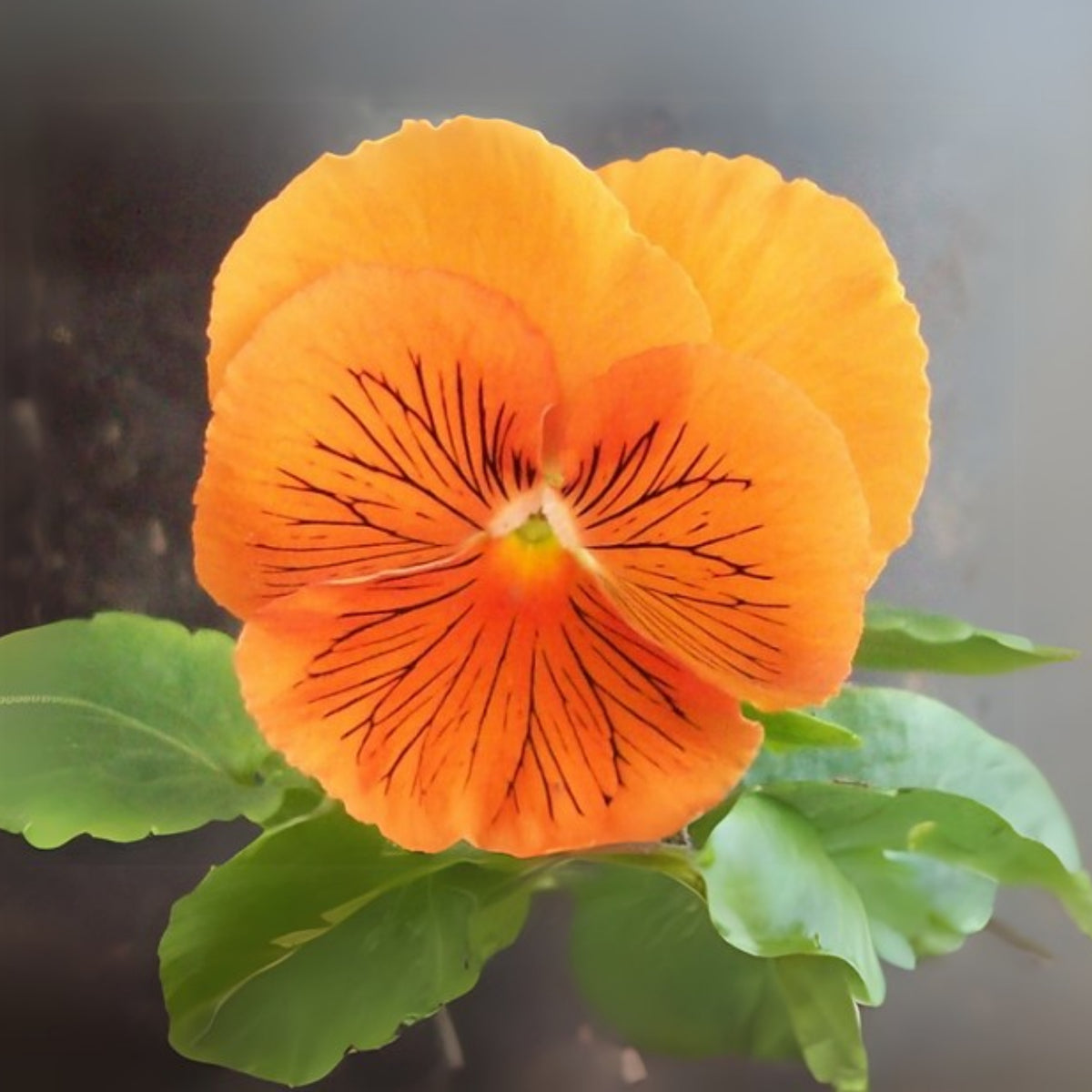 Cats Plus Mix Pansy Seeds - Cold Resistant, 25+ seeds
