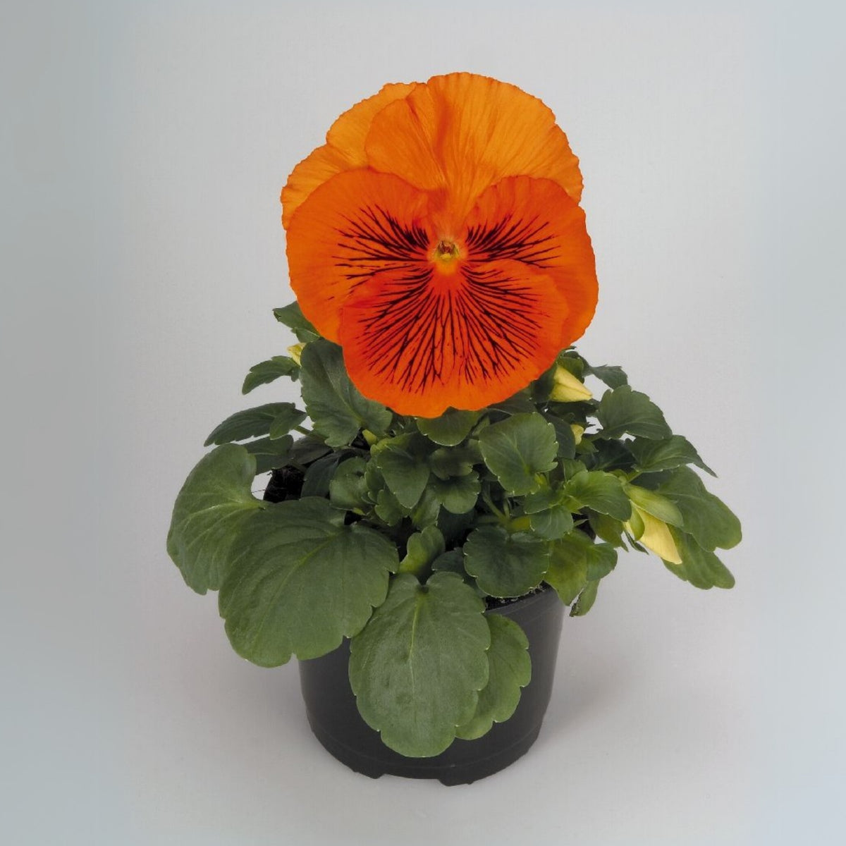 Cats Plus Mix Pansy Seeds - Cold Resistant, 25+ seeds