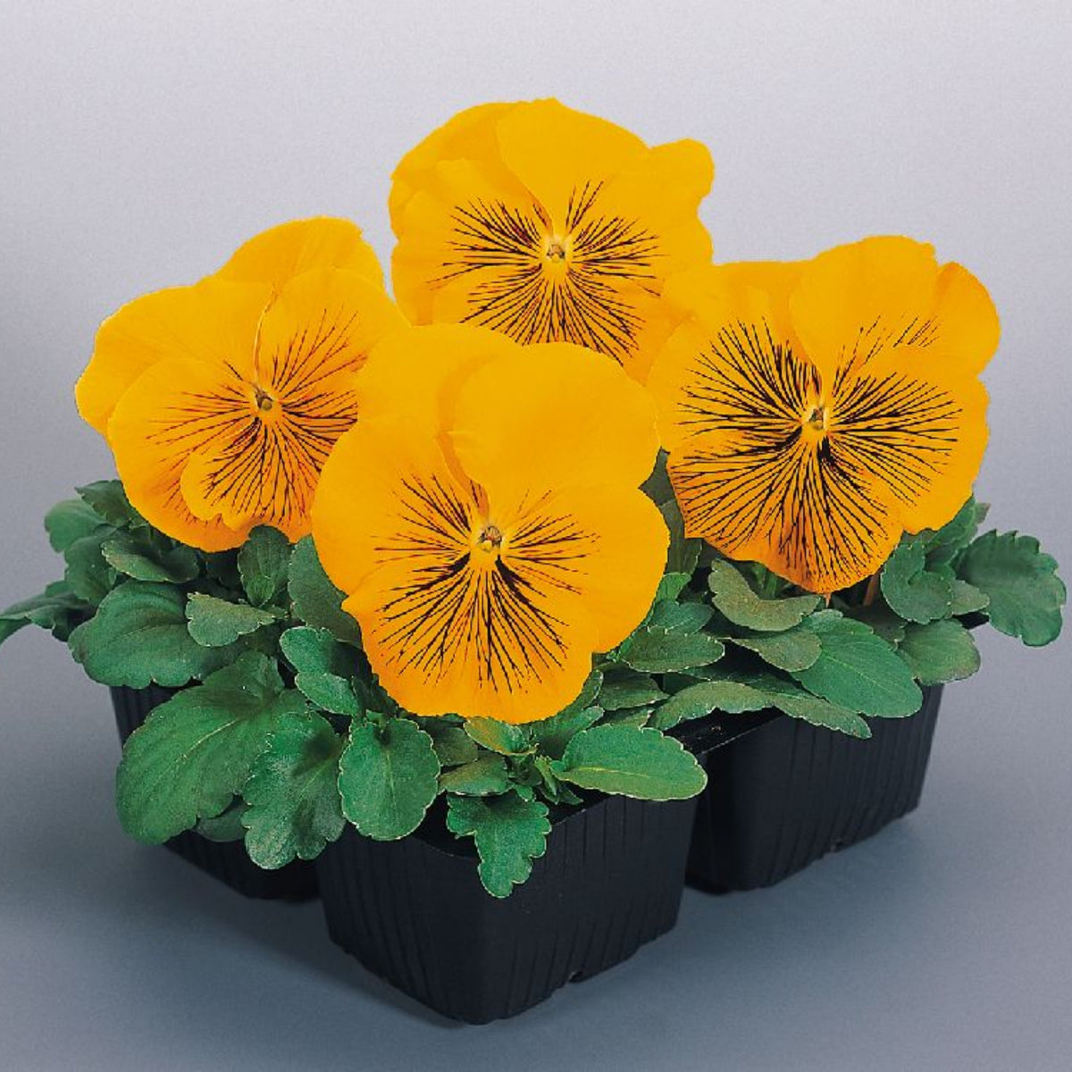 Cats Plus Mix Pansy Seeds - Cold Resistant, 25+ seeds