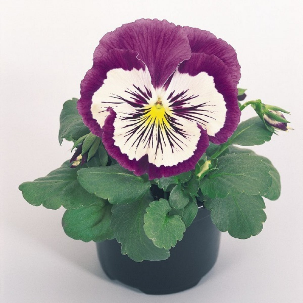 Cats Plus Mix Pansy Seeds - Cold Resistant, 25+ seeds