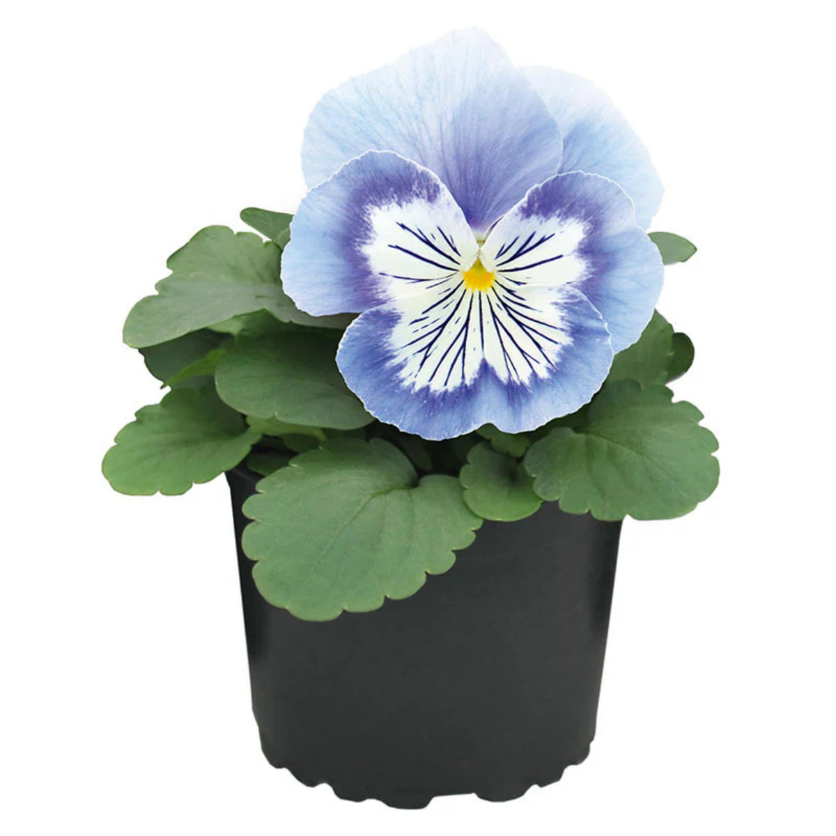 Cats Plus Mix Pansy Seeds - Cold Resistant, 25+ seeds