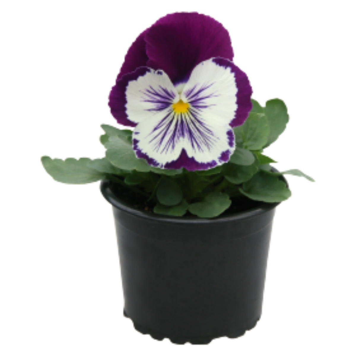 Cats Plus Mix Pansy Seeds - Cold Resistant, 25+ seeds