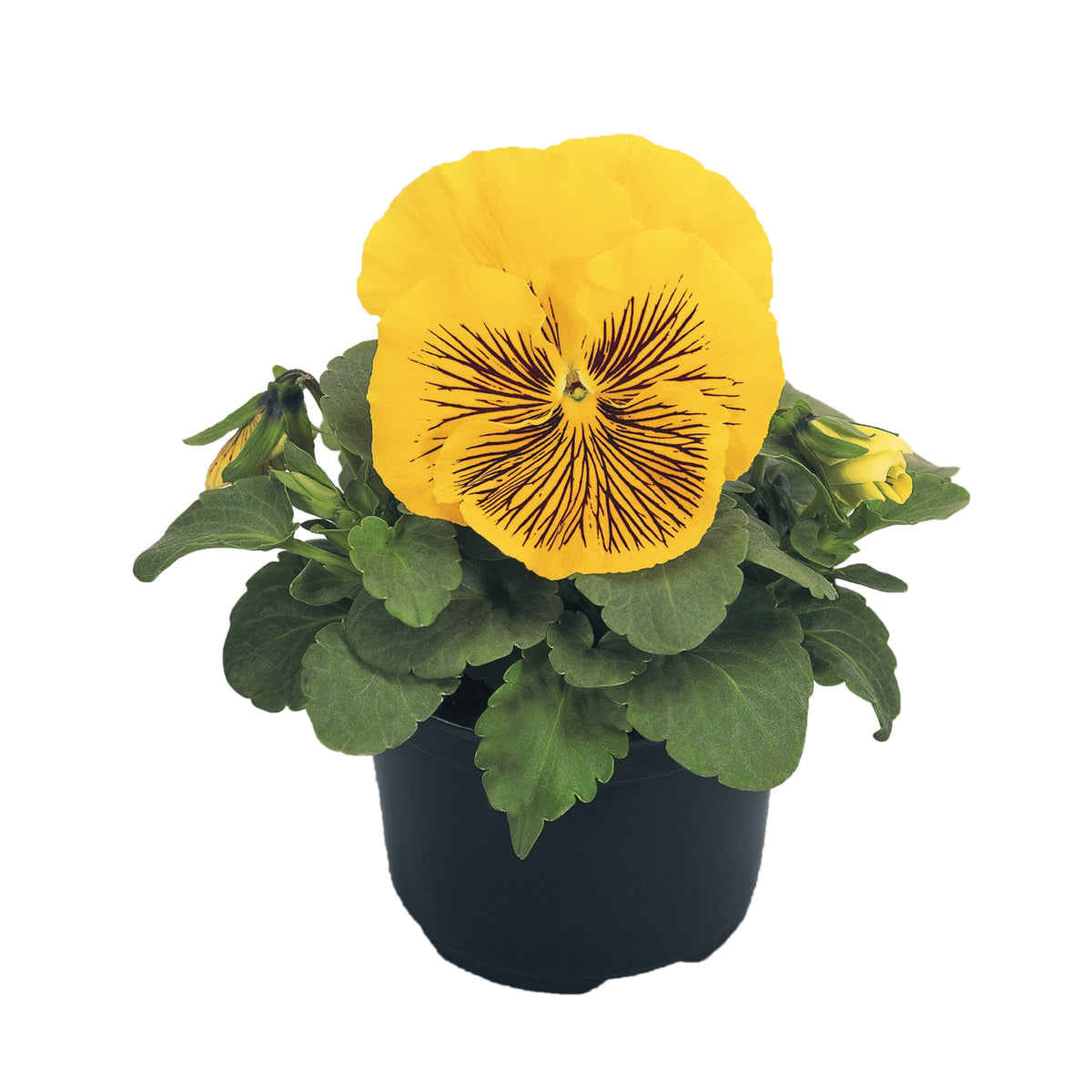 Cats Plus Mix Pansy Seeds - Cold Resistant, 25+ seeds
