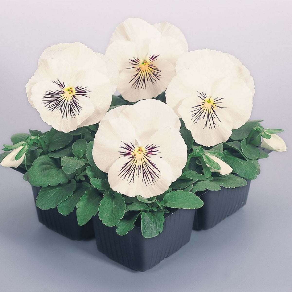 Cats Plus Mix Pansy Seeds - Cold Resistant, 25+ seeds