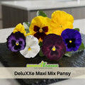 25+ Seeds| DeluXXe Maxi Mix Pansy Seeds - Cold Resistant -Draft Resistant-Open-Pollinating- Self-Pollinating-Plant in late Summer/Spring#239
