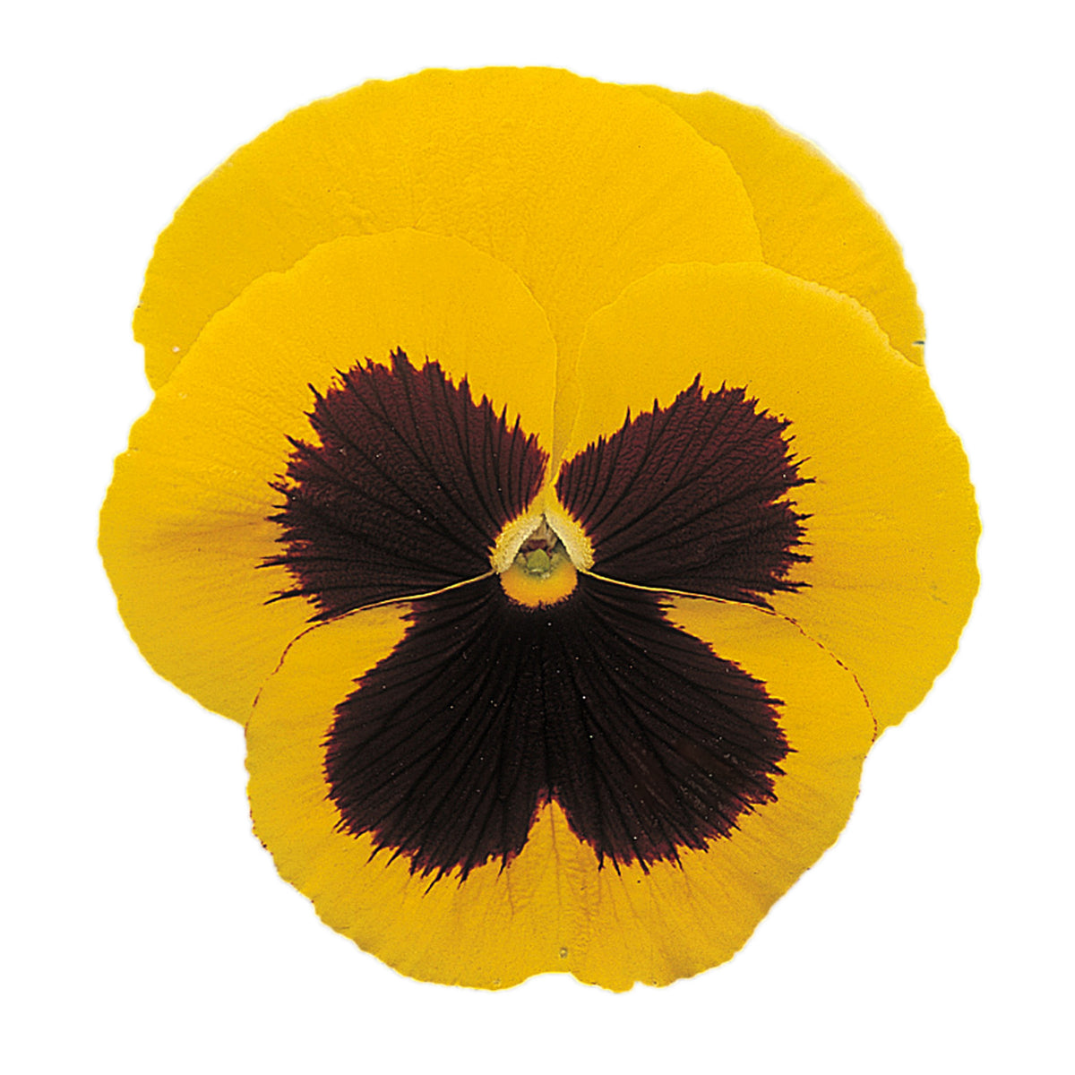 Deluxxe Maxi Mix Pansy Seeds - Cold Resistant, 25+ seeds