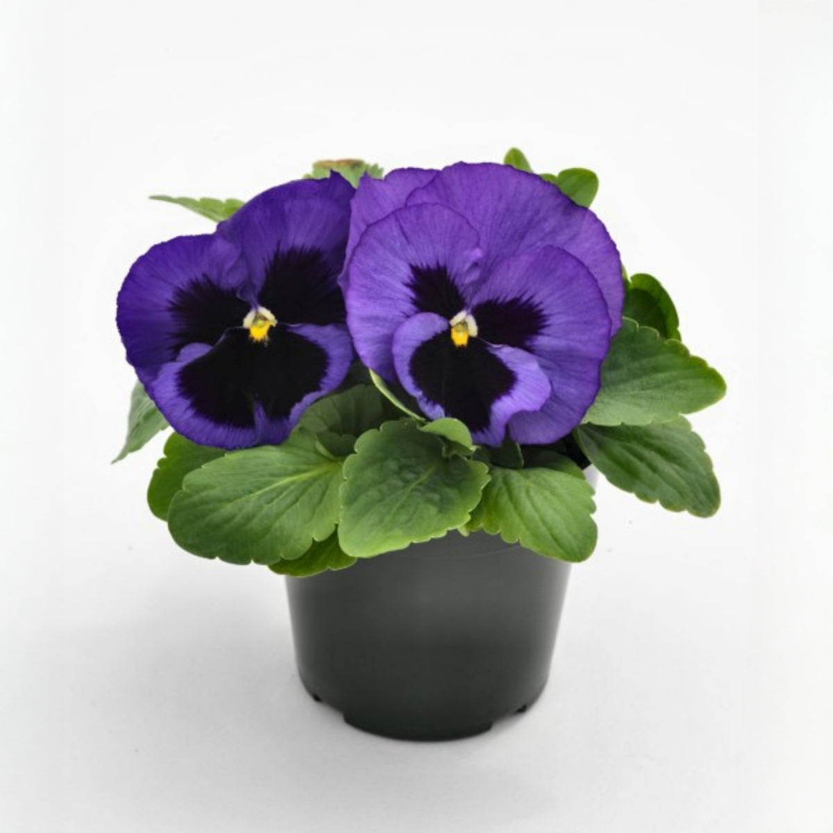 Deluxxe Maxi Mix Pansy Seeds - Cold Resistant, 25+ seeds