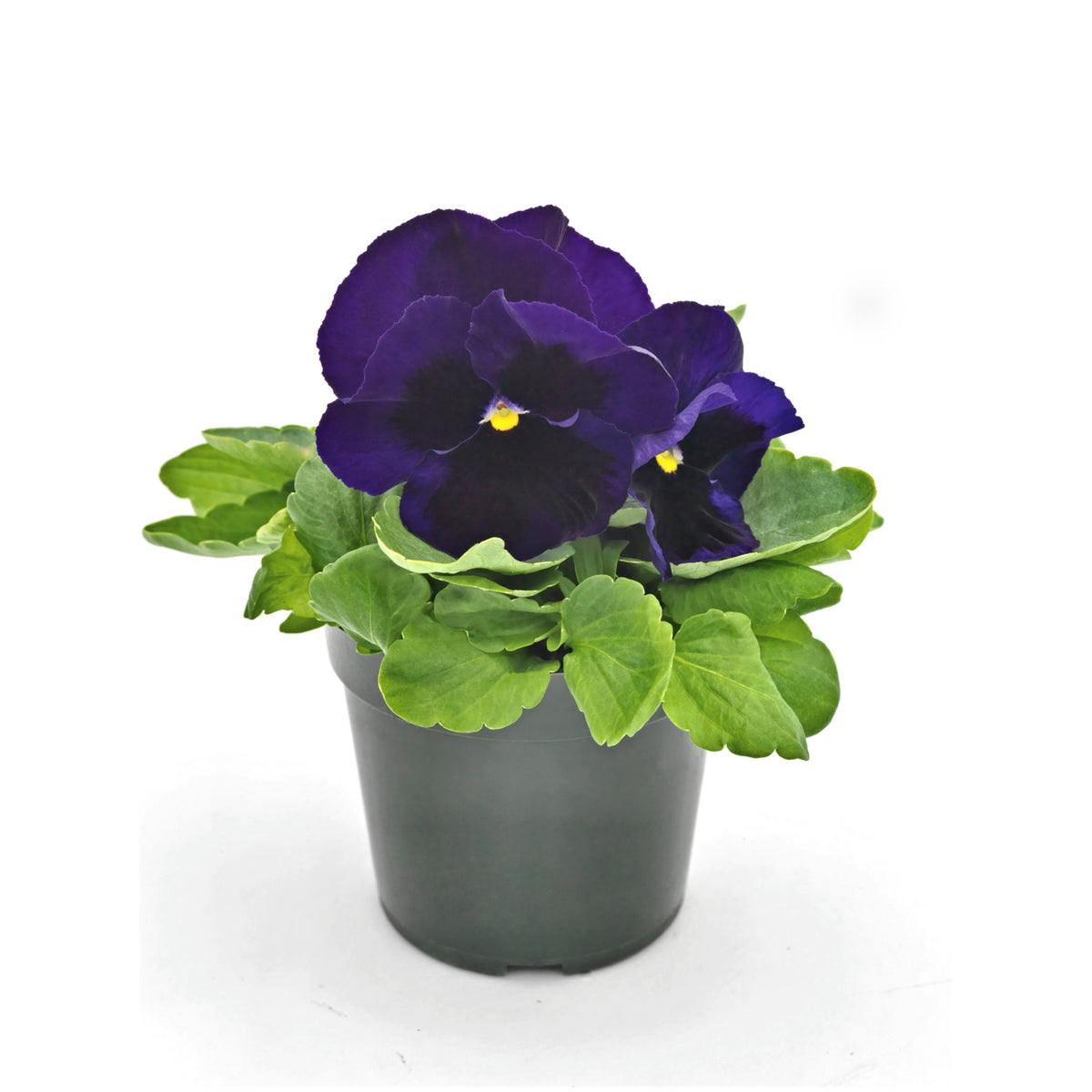 Deluxxe Maxi Mix Pansy Seeds - Cold Resistant, 25+ seeds