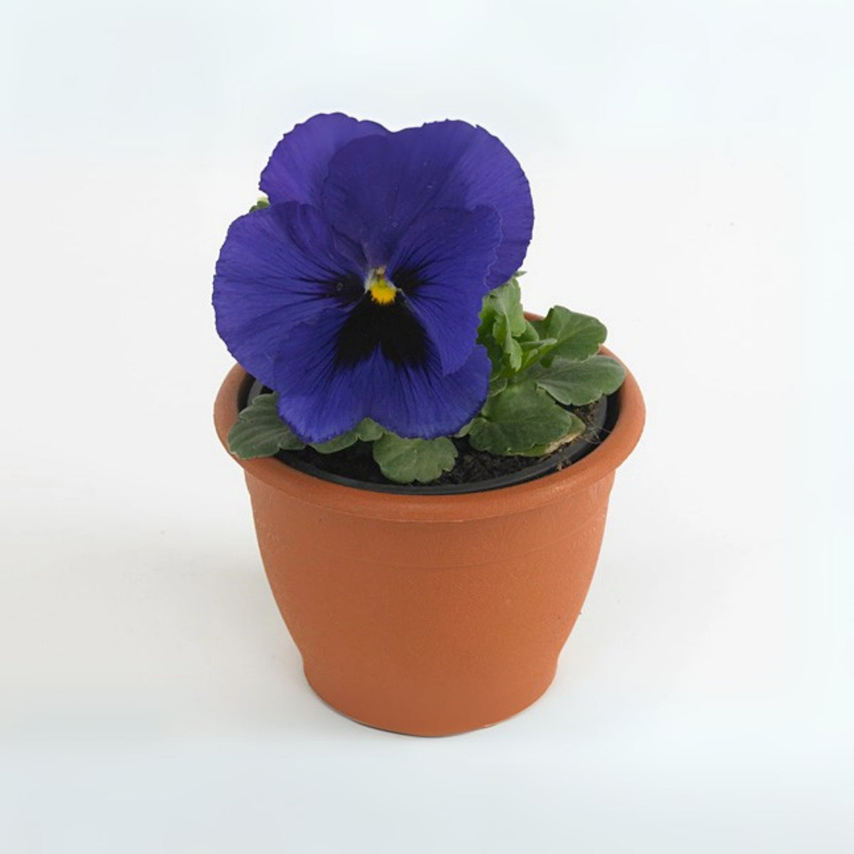 Deluxxe Maxi Mix Pansy Seeds - Cold Resistant, 25+ seeds