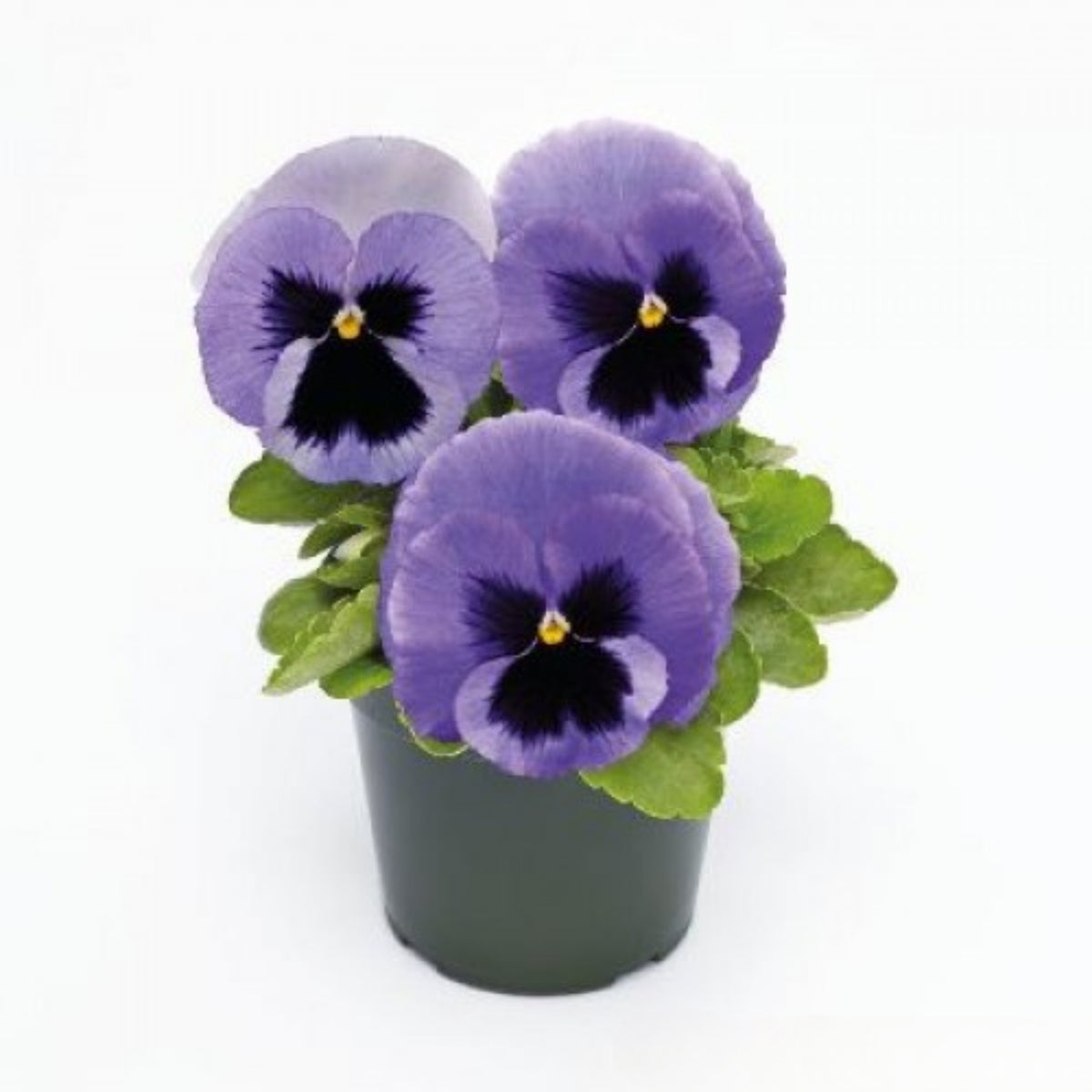 Deluxxe Maxi Mix Pansy Seeds - Cold Resistant, 25+ seeds