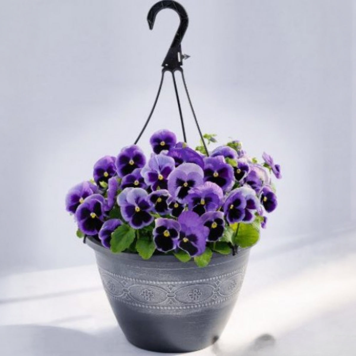 Deluxxe Maxi Mix Pansy Seeds - Cold Resistant, 25+ seeds