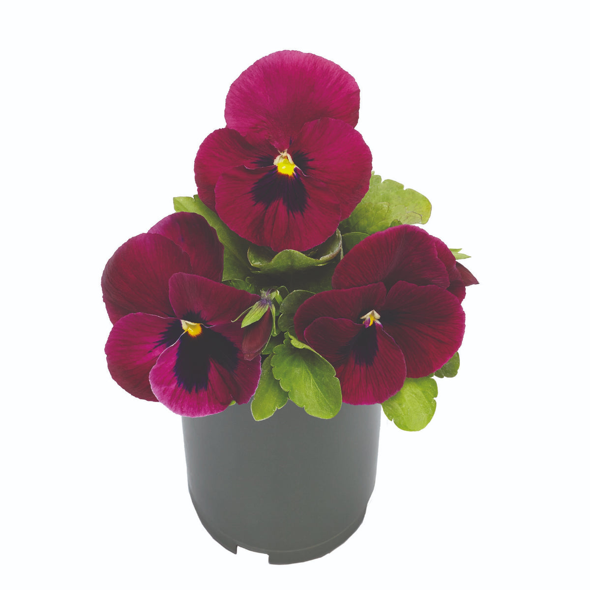 Deluxxe Maxi Mix Pansy Seeds - Cold Resistant, 25+ seeds