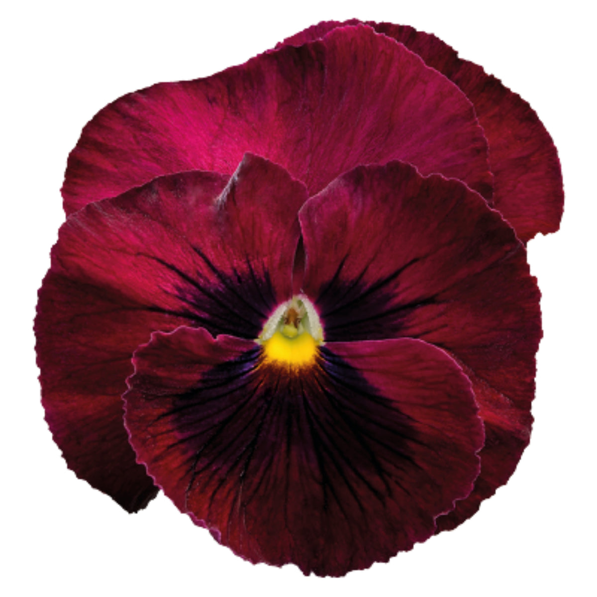 Deluxxe Maxi Mix Pansy Seeds - Cold Resistant, 25+ seeds
