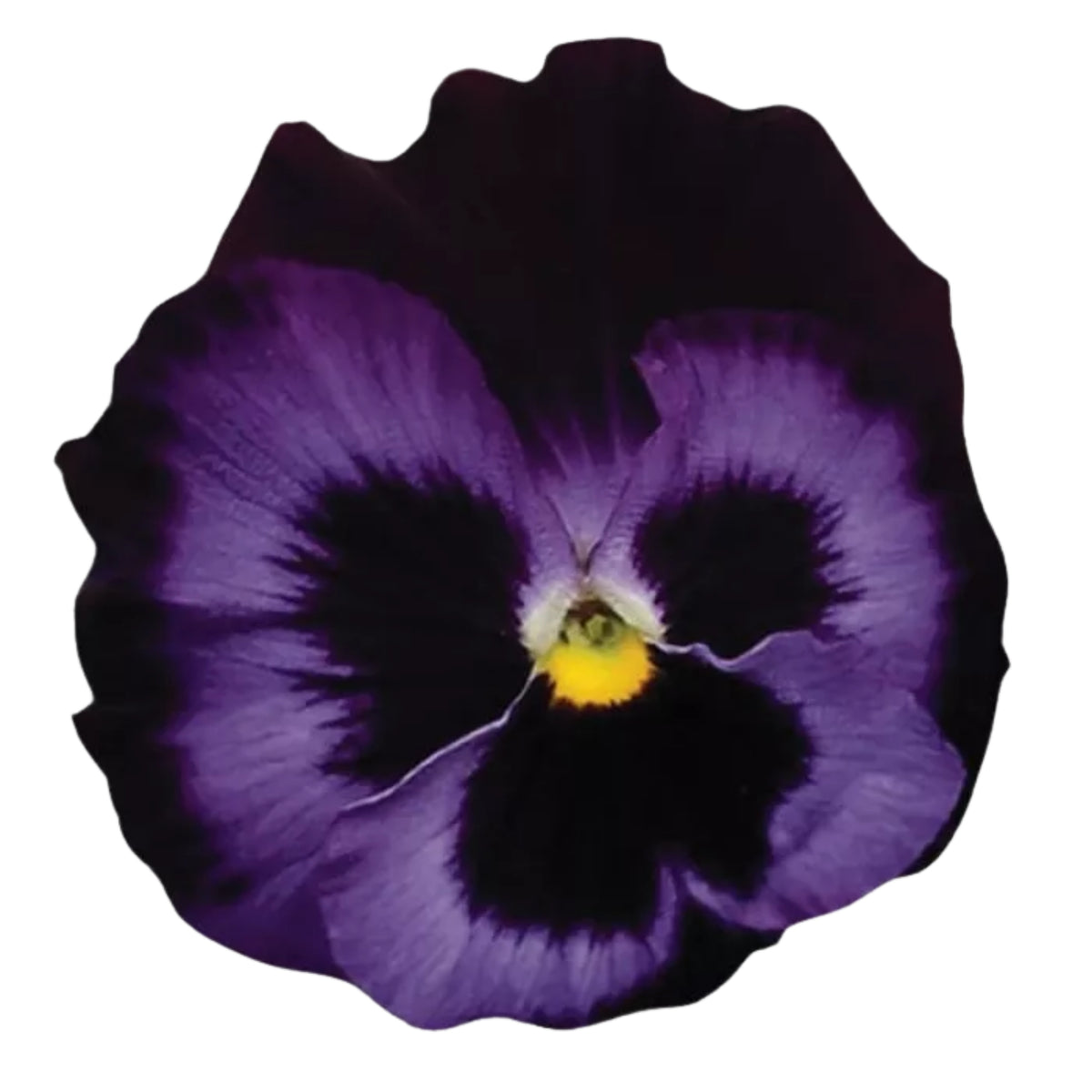 Deluxxe Maxi Mix Pansy Seeds - Cold Resistant, 25+ seeds
