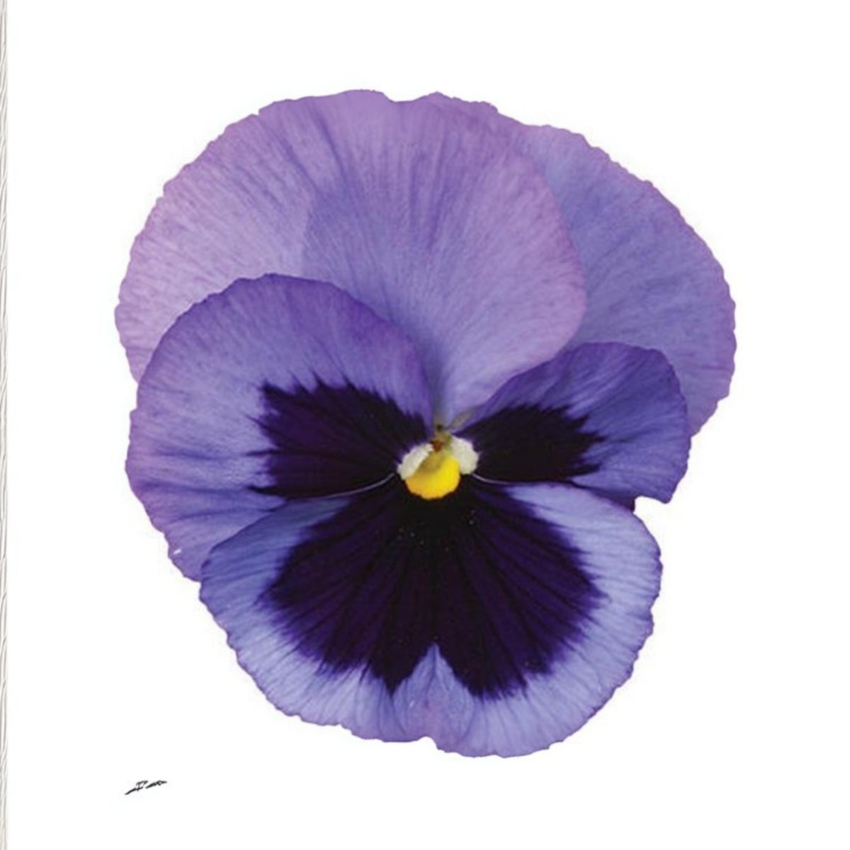 Deluxxe Maxi Mix Pansy Seeds - Cold Resistant, 25+ seeds