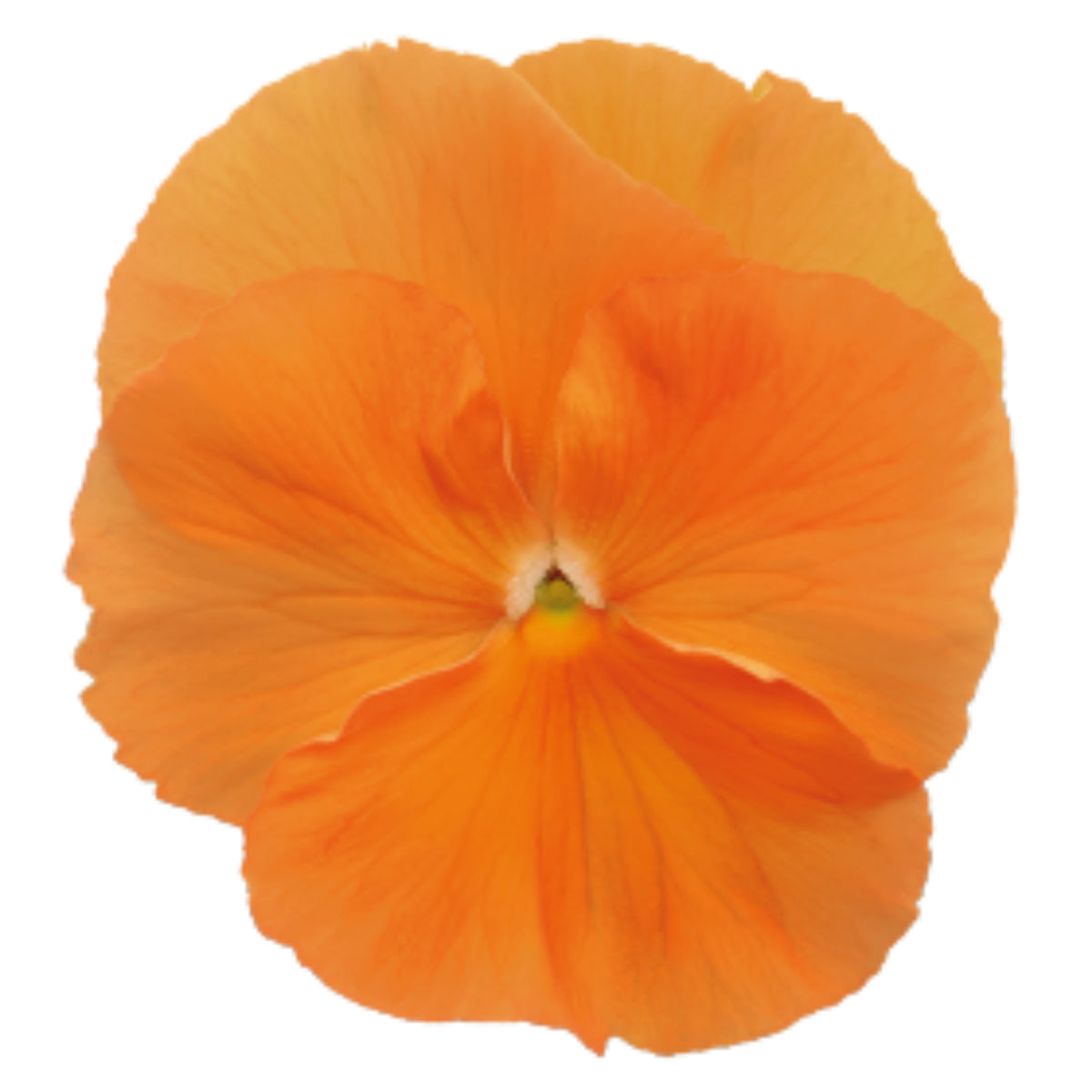 Deluxxe Maxi Mix Pansy Seeds - Cold Resistant, 25+ seeds