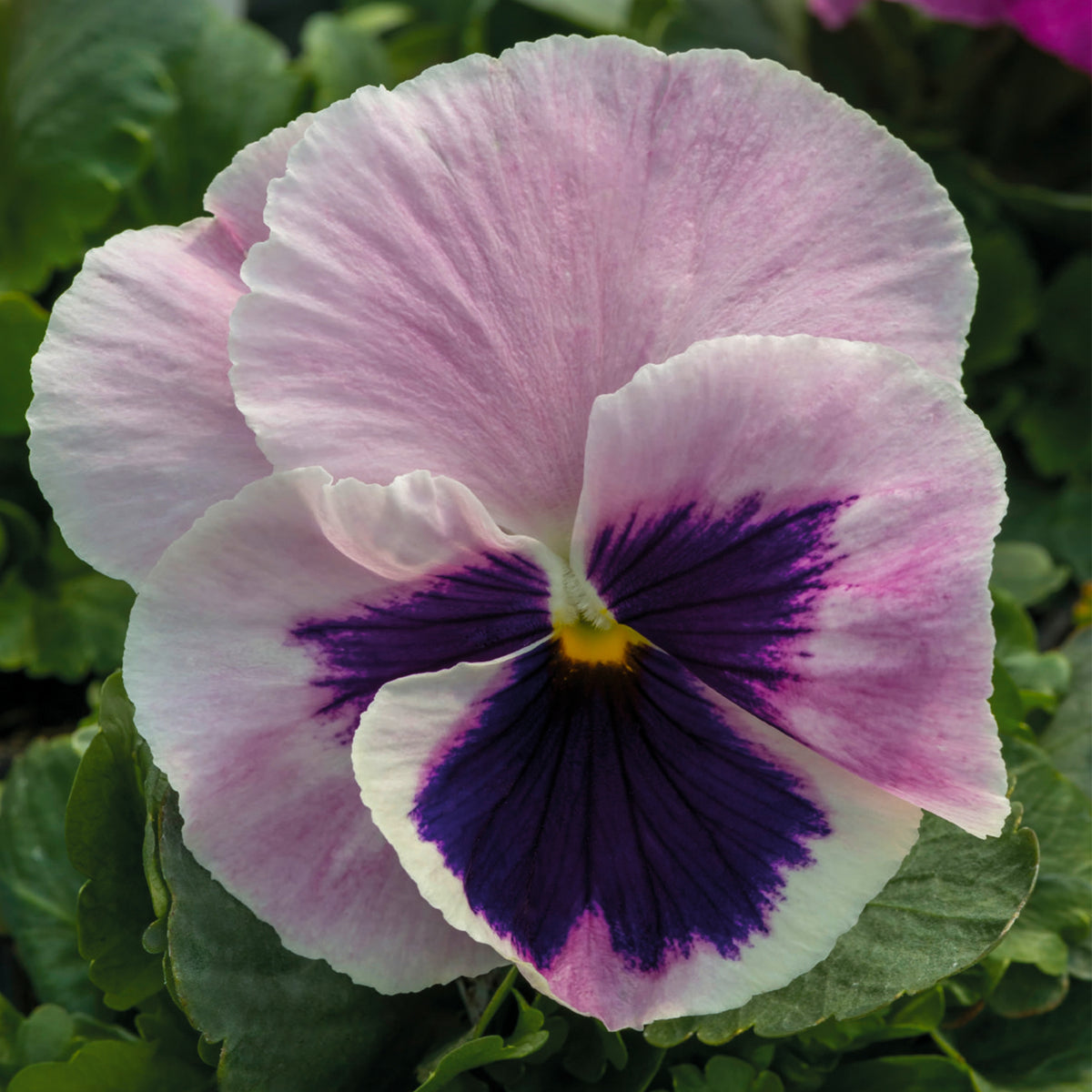 Deluxxe Maxi Mix Pansy Seeds - Cold Resistant, 25+ seeds